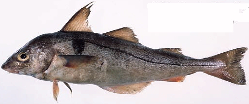 haddock.jpg