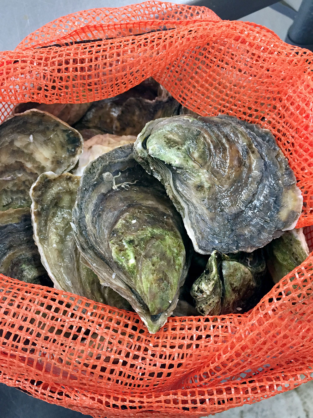 oysters valentines day 2.jpeg